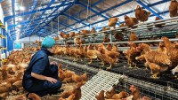 Lay chicken farm business for sale It has an egg production volume of 105,600 eggs/day.